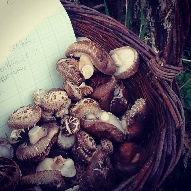 17819119_1227496800681104_7742657056259178496_n