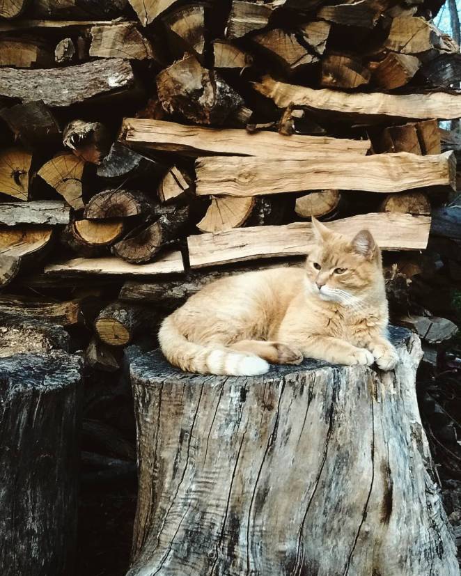 17933838_128104747731558_5849014204610117632_n